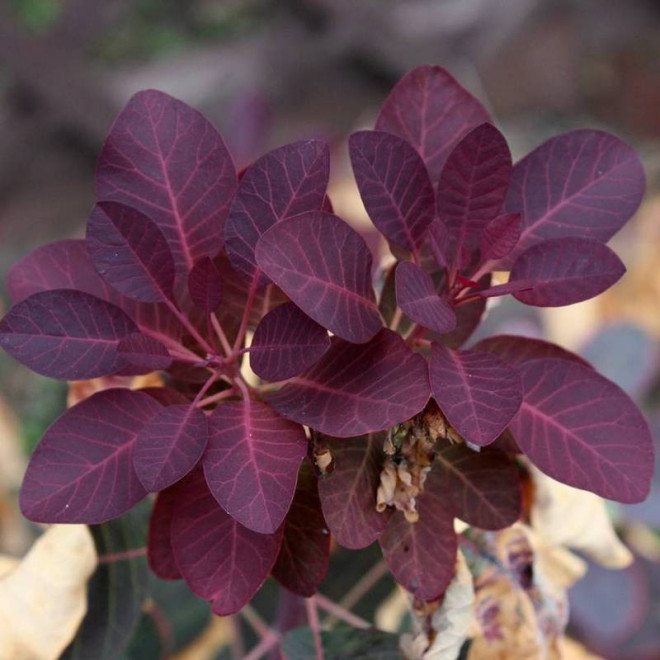Royal Purple Cotinus coggygria Perukowiec podolski