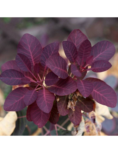 Royal Purple Cotinus coggygria Perukowiec podolski