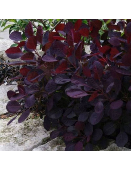 Cotinus coggygria Perukowiec podolski Lilla PBR