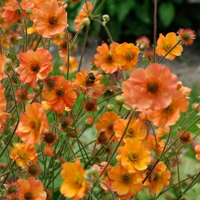 Geum Bodziszek Totally Tangerine PBR