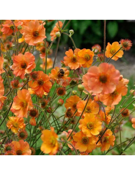 Geum Bodziszek Totally Tangerine PBR