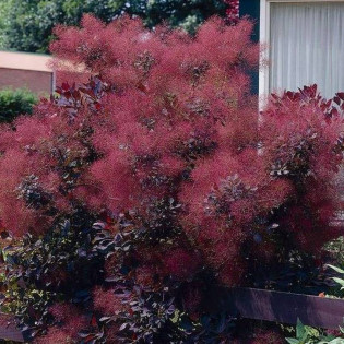 Cotinus coggygria Perukowiec podolski Lilla PBR 2