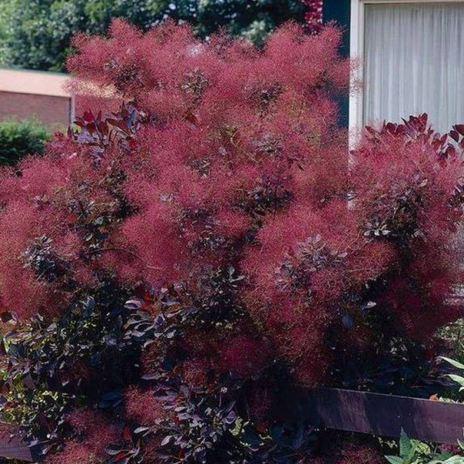 Perukowiec podolski Lilla PBR Cotinus coggygria Perukowiec podolski Lilla PBR Cotinus coggygria