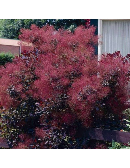 Perukowiec podolski Lilla PBR Cotinus coggygria