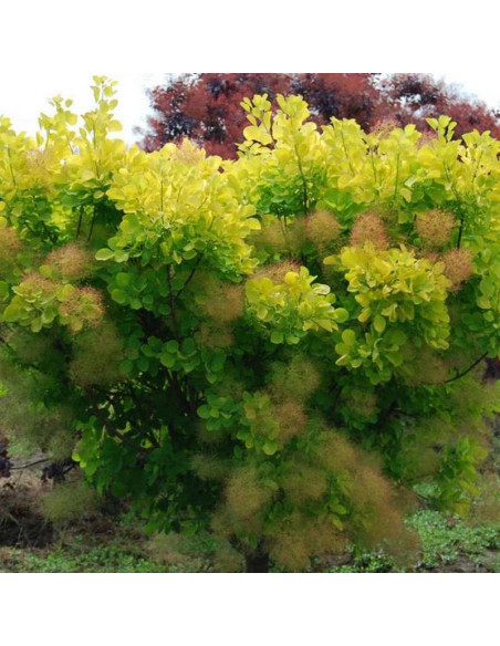 Perukowiec podolski Golden Spirit Ancot PBR Cotinus coggygria