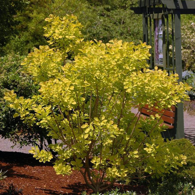 Cotinus coggygria Perukowiec podolski Golden Spirit Ancot PBR