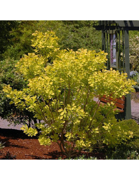 Cotinus coggygria Perukowiec podolski Golden Spirit Ancot PBR