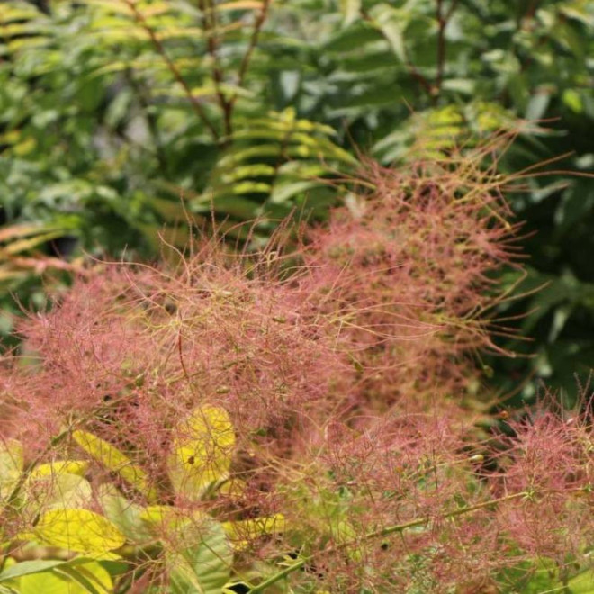 Golden Spirit Ancot PBR Cotinus coggygria Perukowiec podolski