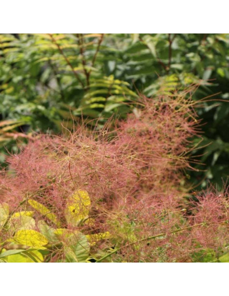 Golden Spirit Ancot PBR Cotinus coggygria Perukowiec podolski