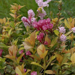 Cappuccino PBR Krzewuszka cudowna Weigela florida 2