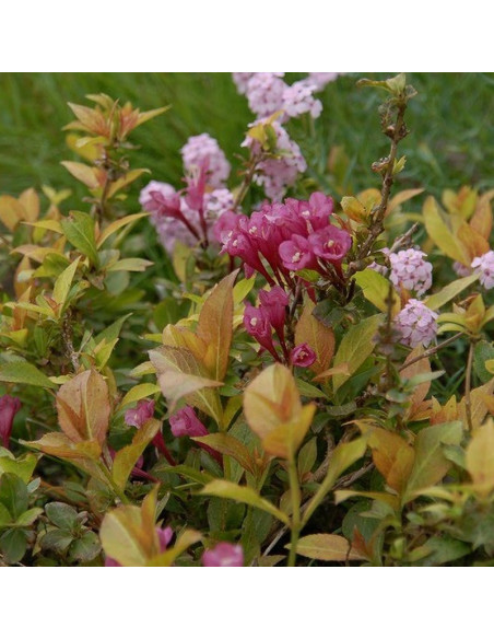 Krzewuszka cudowna Cappuccino PBR Weigela florida