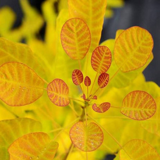 Cotinus coggygria Perukowiec podolski Golden Lady PBR 2