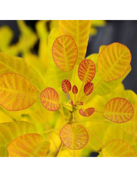 Cotinus coggygria Perukowiec podolski Golden Lady PBR