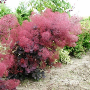 Perukowiec podolski Follis Purpureis Cotinus coggygria