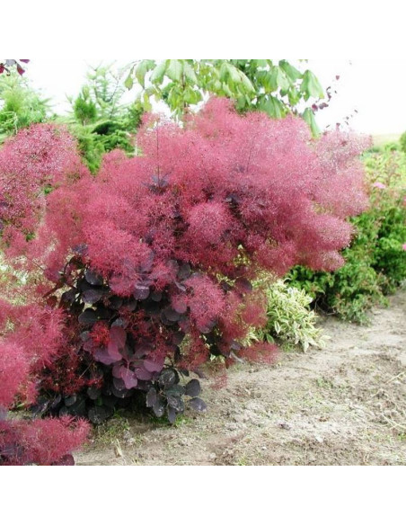 Perukowiec podolski Follis Purpureis Cotinus coggygria