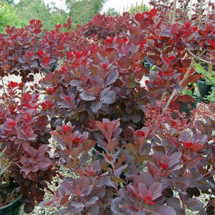 Perukowiec podolski Follis Purpureis Cotinus coggygria 2