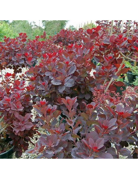 Cotinus coggygria Perukowiec podolski Follis Purpureis