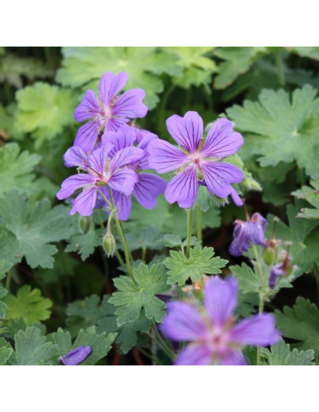 Bodziszek wspaniały Geranium magnificum