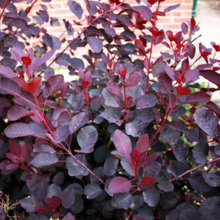 Londus Cotinus coggygria Perukowiec podolski DUSKY MAIDEN