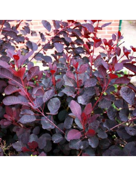 Londus Cotinus coggygria Perukowiec podolski DUSKY MAIDEN