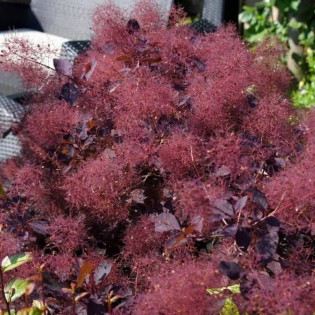 Londus Cotinus coggygria Perukowiec podolski DUSKY MAIDEN 2