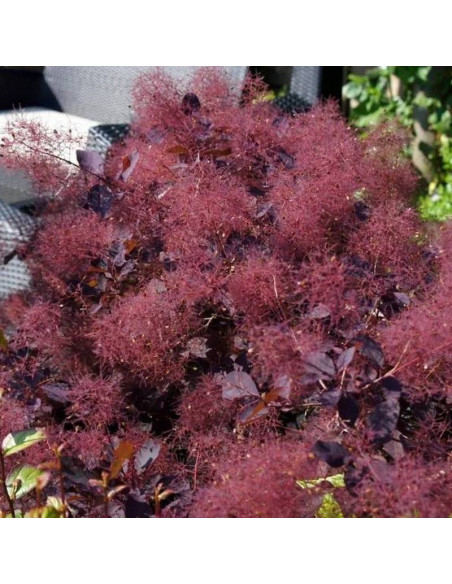 Perukowiec podolski DUSKY MAIDEN Londus Cotinus coggygria