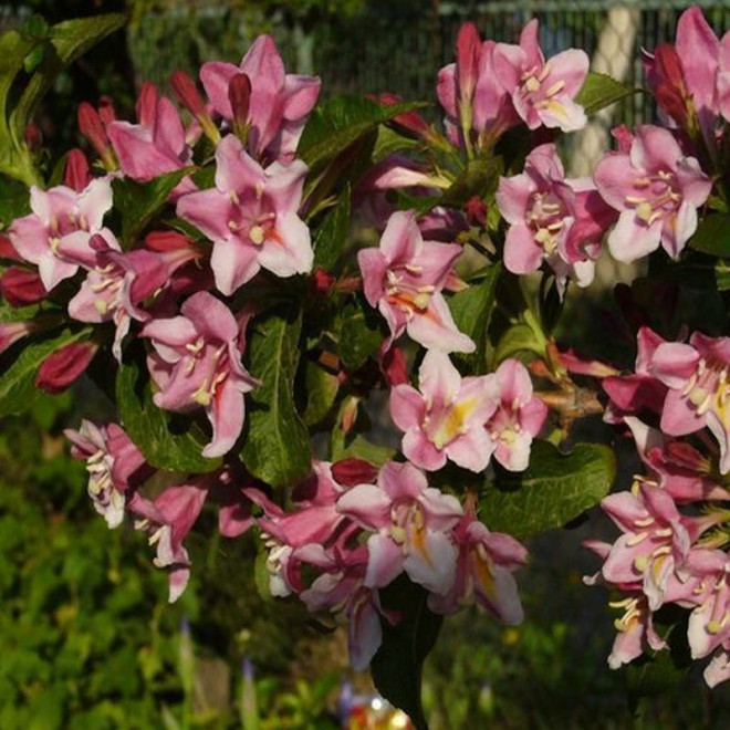 Weigela florida Krzewuszka cudowna Foliis Purpureis