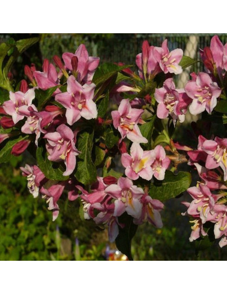 Weigela florida Krzewuszka cudowna Foliis Purpureis