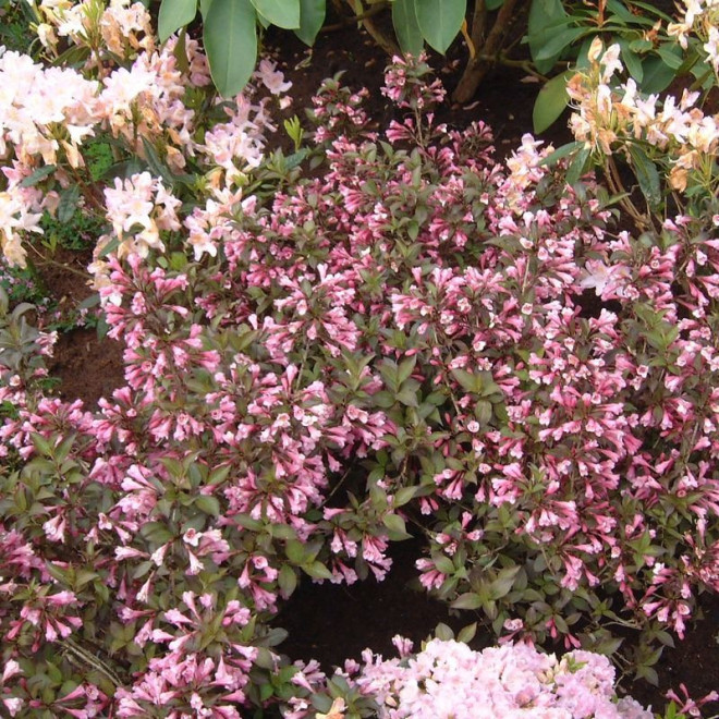 Foliis Purpureis Krzewuszka cudowna Weigela florida