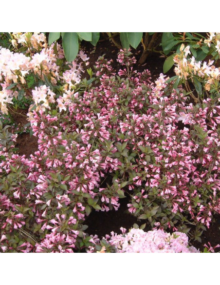 Foliis Purpureis Krzewuszka cudowna Weigela florida