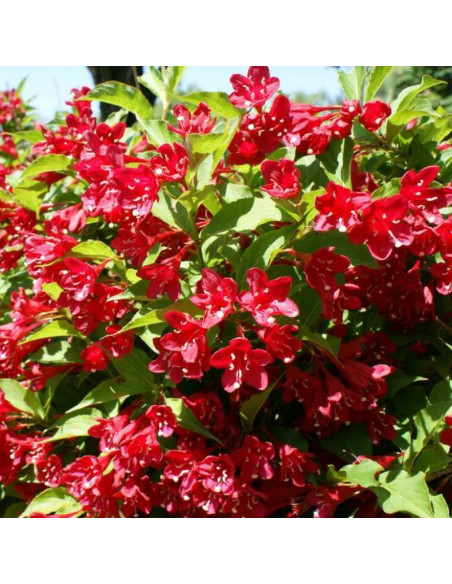 Krzewuszka cudowna Lucifer Weigela florida