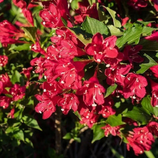 Krzewuszka cudowna Lucifer Weigela florida 2