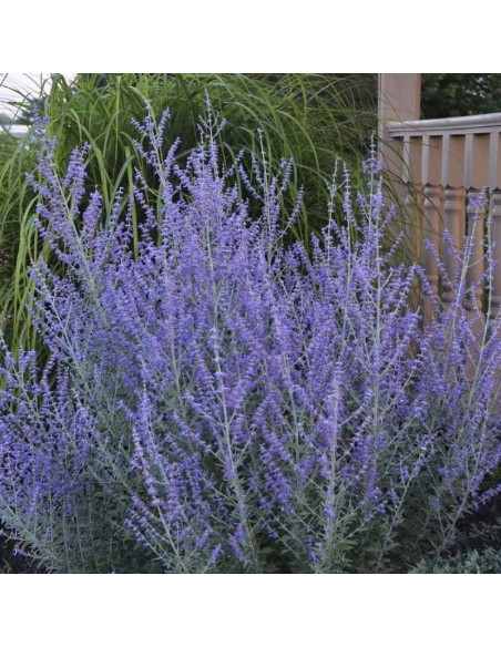 Perowskia łobodolistna Rocketman Perovskia atriplicifolia