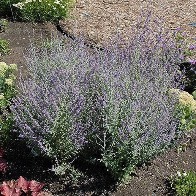 Perovskia atriplicifolia Perowskia łobodolistna Rocketman