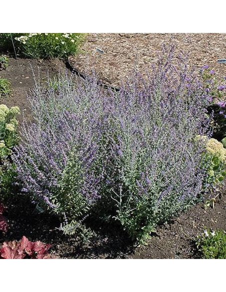 Perovskia atriplicifolia Perowskia łobodolistna Rocketman