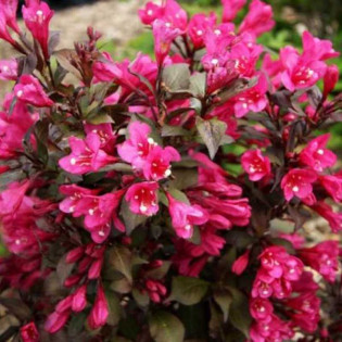Krzewuszka cudowna Minor Black PBR Weigela florida 2