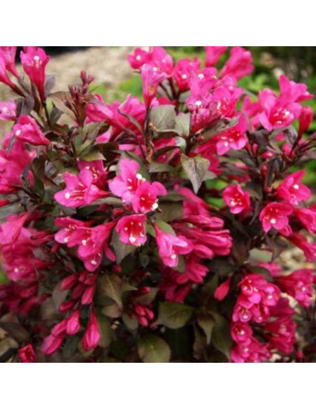 Minor Black PBR Krzewuszka cudowna Weigela florida