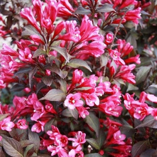 Krzewuszka cudowna Minor Black PBR Weigela florida