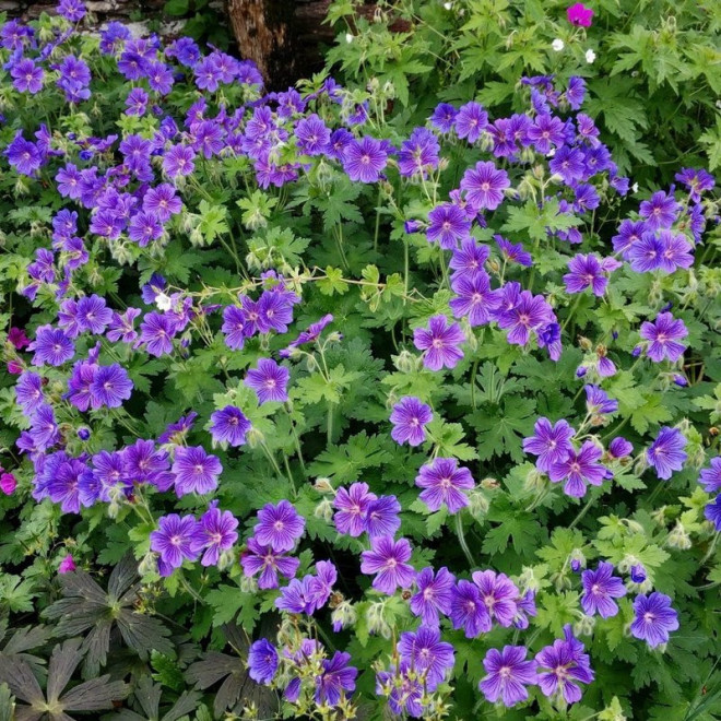 Geranium magnificum Bodziszek wspaniały