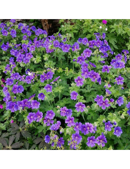 Geranium magnificum Bodziszek wspaniały