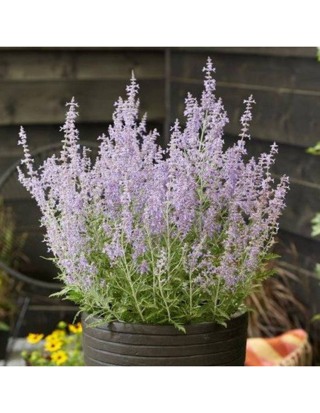 Perowskia łobodolistna Lacey Blue PBR Perovskia antriplicifolia