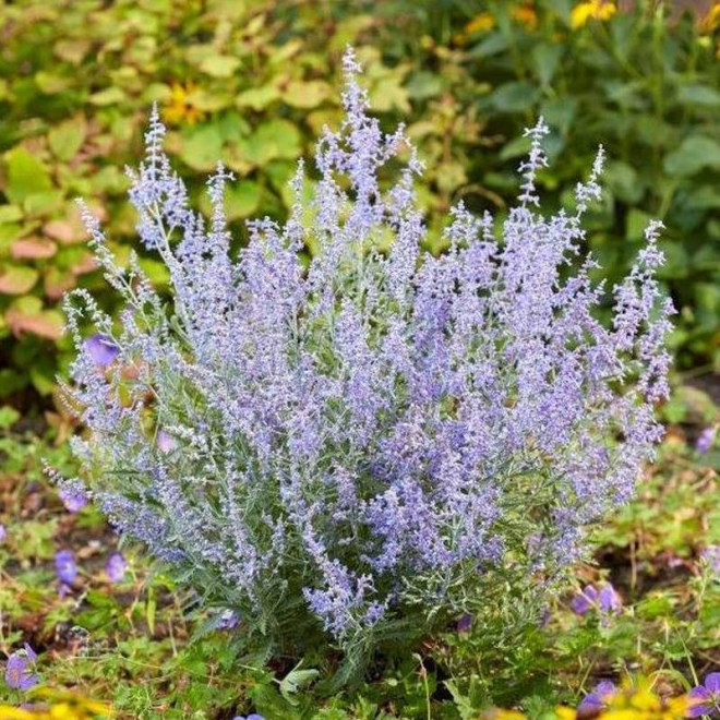 Perovskia antriplicifolia Perowskia łobodolistna Lacey Blue PBR