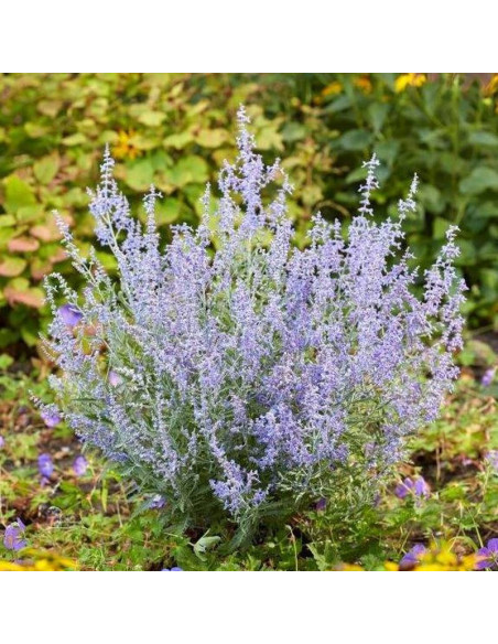 Perovskia antriplicifolia Perowskia łobodolistna Lacey Blue PBR
