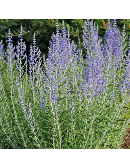 Lacey Blue PBR Perovskia antriplicifolia Perowskia łobodolistna