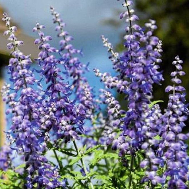 Perowskia łobodolistna Perovskia antriplicifolia Lacey Blue PBR