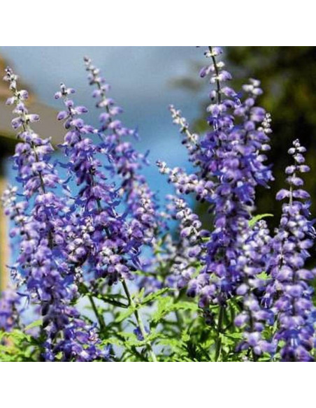 Perowskia łobodolistna Perovskia antriplicifolia Lacey Blue PBR
