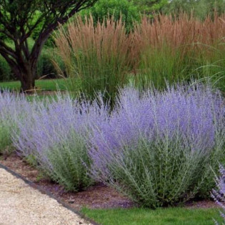 Perowskia Blue Spire Perovskia