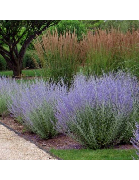 Perowskia Blue Spire Perovskia