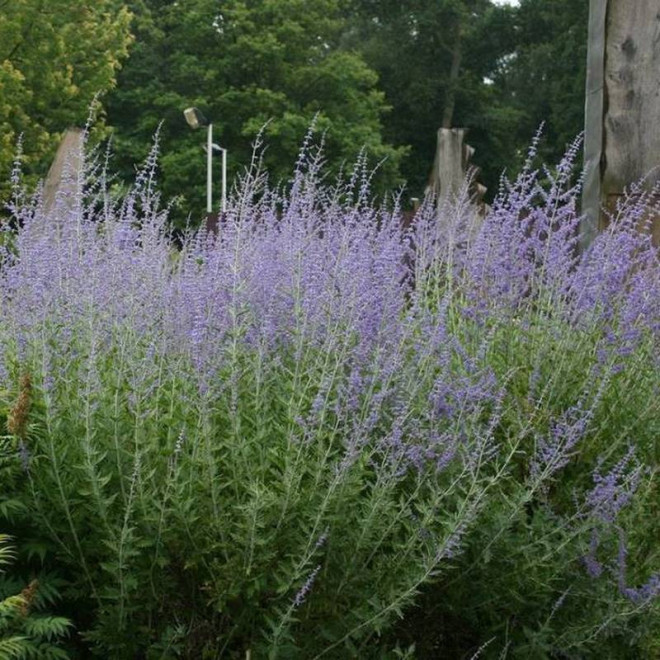 Blue Spire Perovskia Perowskia