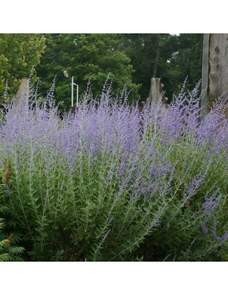 Blue Spire Perovskia Perowskia